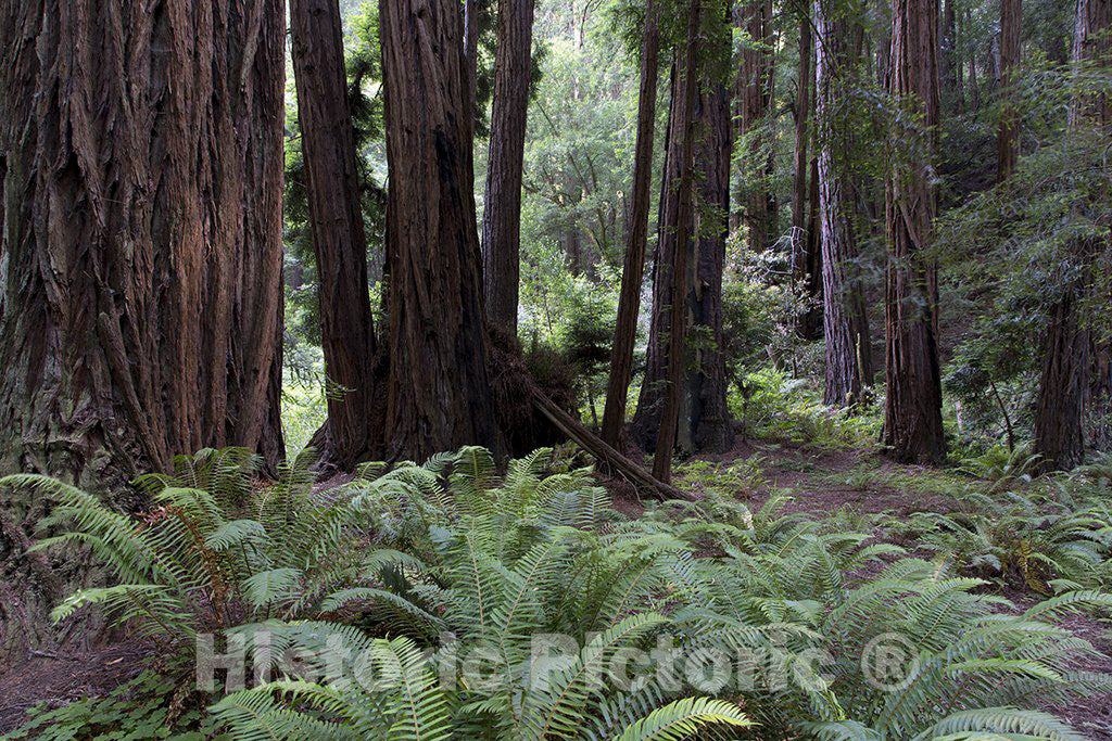 Mill Valley, CA Photo - Muir Woods, a National Park Service site Named for John Muir in California