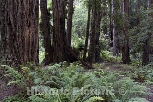 Mill Valley, CA Photo - Muir Woods, a National Park Service site Named for John Muir in California