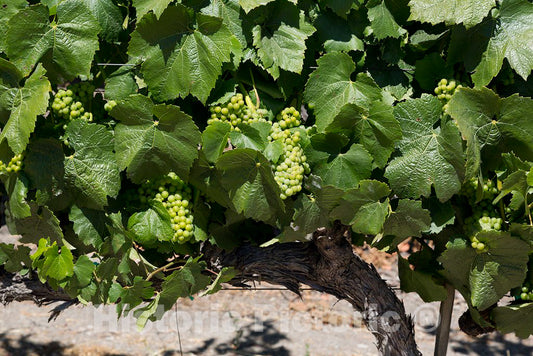 Photo - Grapes on Vine, California Vineyards- Fine Art Photo Reporduction