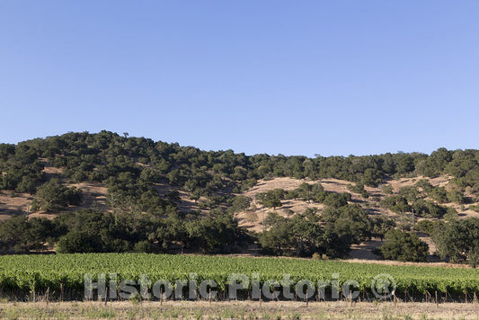 California Photo - California Vineyards