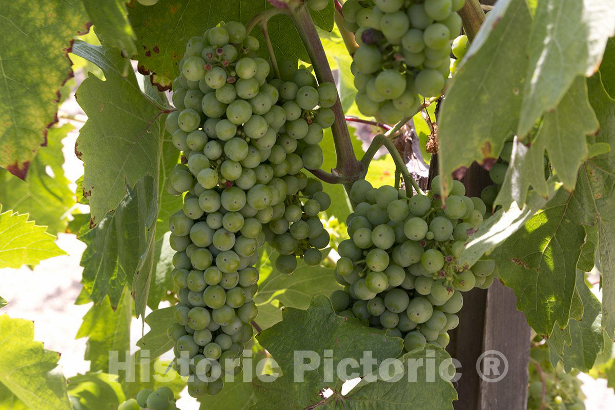 California Photo - Grapes at a California Vineyard