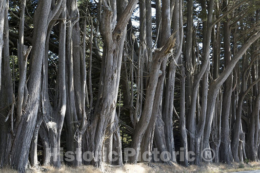 California Photo - Trees Along Route 1 in Northern California