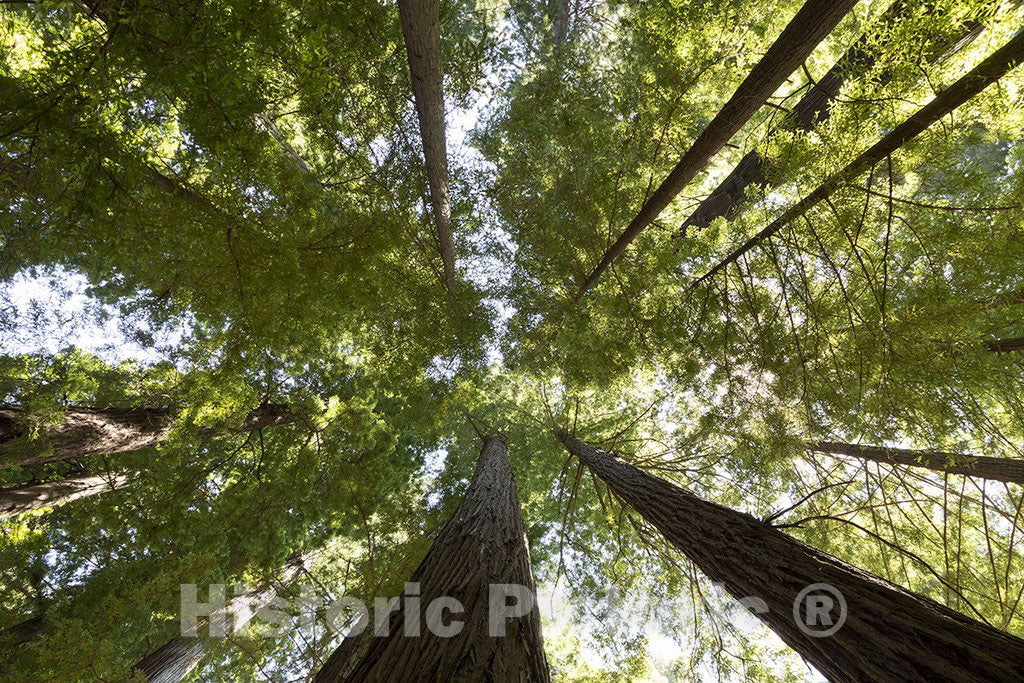 California Photo - The Redwood National and State Parks (RNSP) are along the coast of northern CA