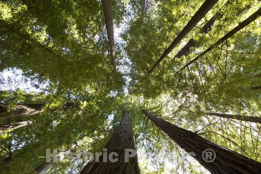 California Photo - The Redwood National and State Parks (RNSP) are along the coast of northern CA