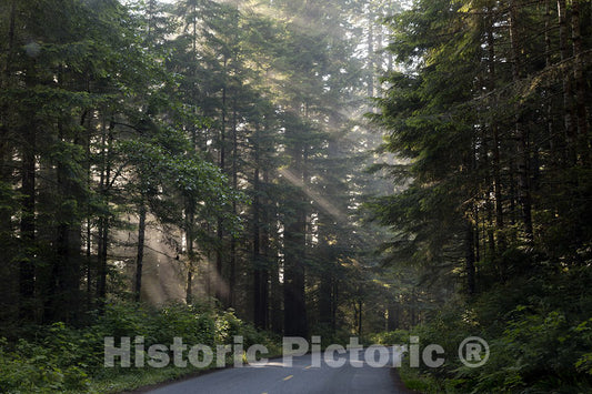 California Photo - Lady Bird Johnson Grove in Northern California