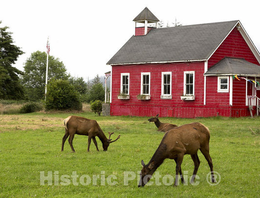 Orick, CA Photo - Roosevelt elk roam in Orick, California
