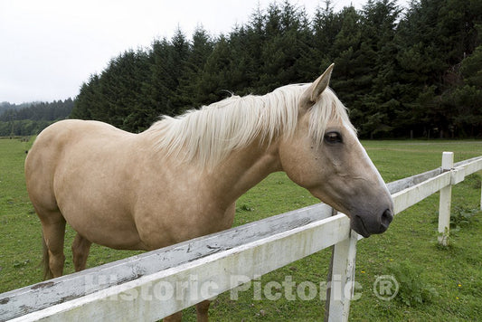 Orick, CA Photo - Horse in Orick, California