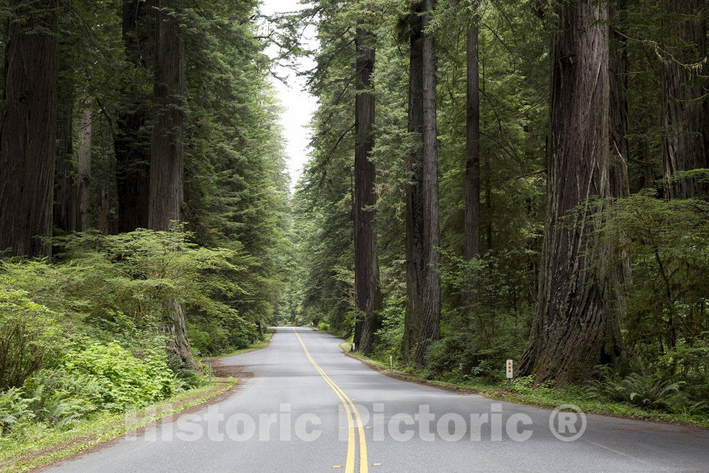 California Photo - The Redwood National and State Parks Along The Coast of Northern California