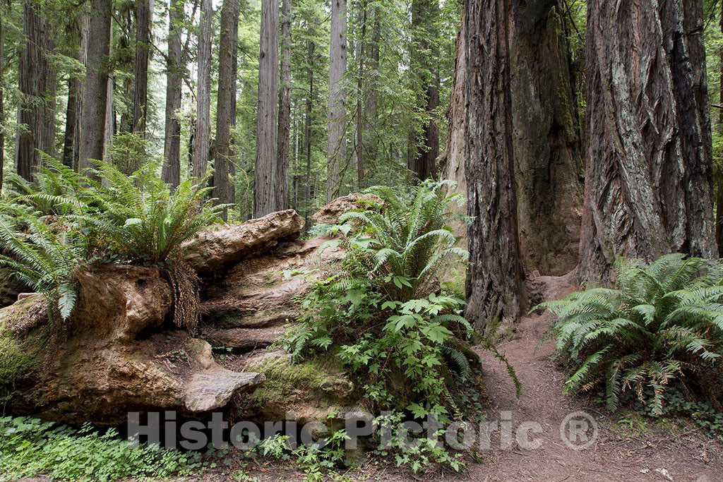 California Photo - The Redwood National and State Parks along the coast of northern California