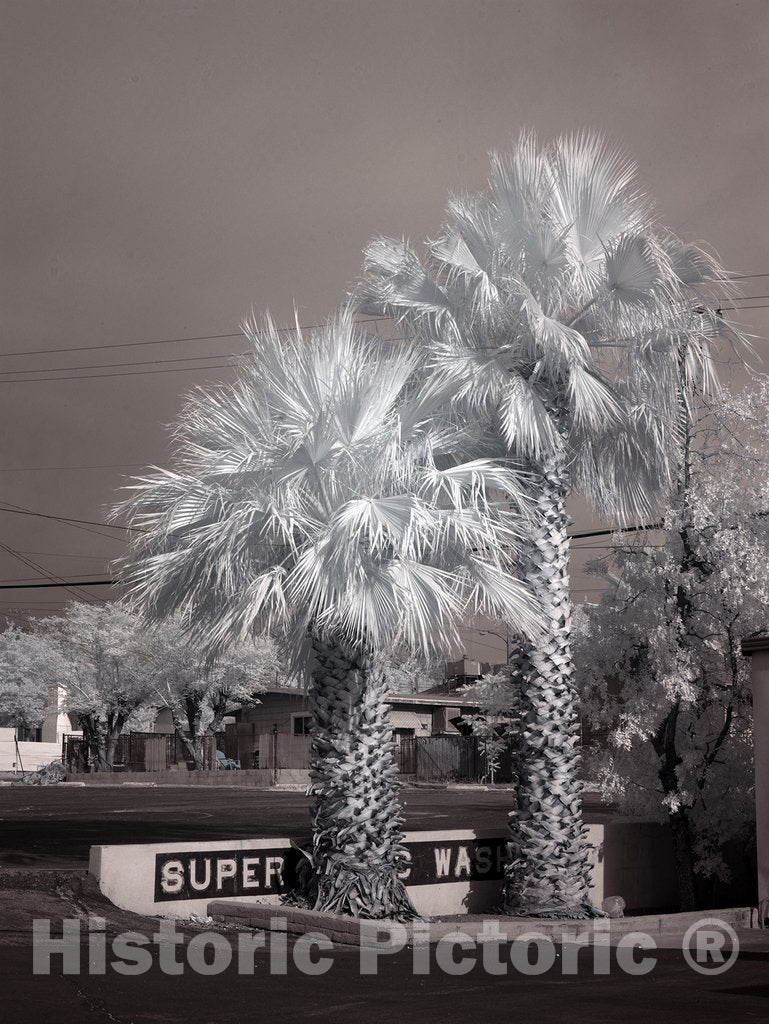 Barstow, CA Photo - Palm Trees in Barstow, California