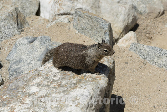 Monterey County, CA Photograph - California Ground Squirrel on Rocks Near 17-Mile Drive, a Scenic Road Through Pacific Grove and Pebble Beach on The Monterey Peninsula in California