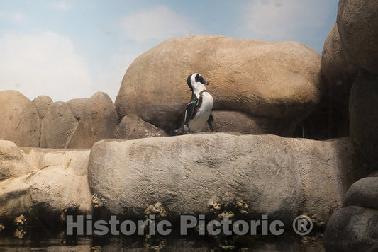 San Francisco, CA Photo - Penguin at The California Academy of Sciences, San Francisco, California
