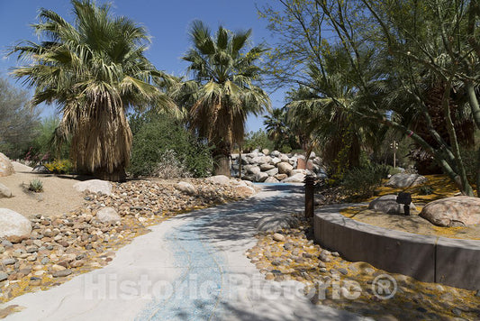 California Photo - Palm Trees in The Southern California Desert