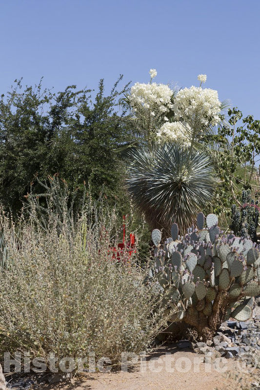 California Photo - Desert Vegetation in Southern California