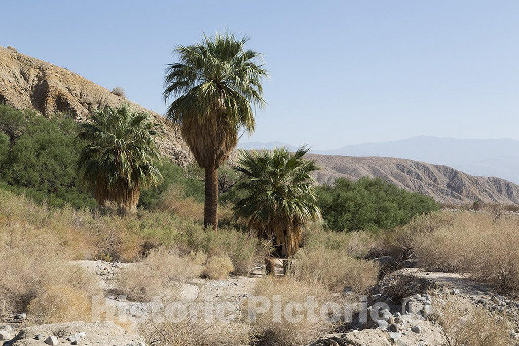 California Photo - Palm trees in the Southern California desert