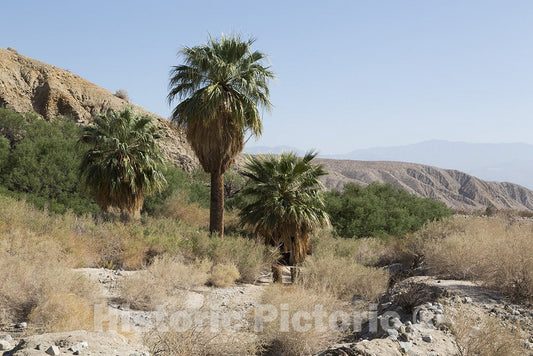 California Photo - Palm trees in the Southern California desert