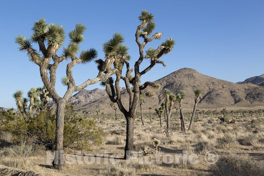 Joshua Tree NAT Park, CA Photo - Joshua Tree National Park is Located in Southeastern California