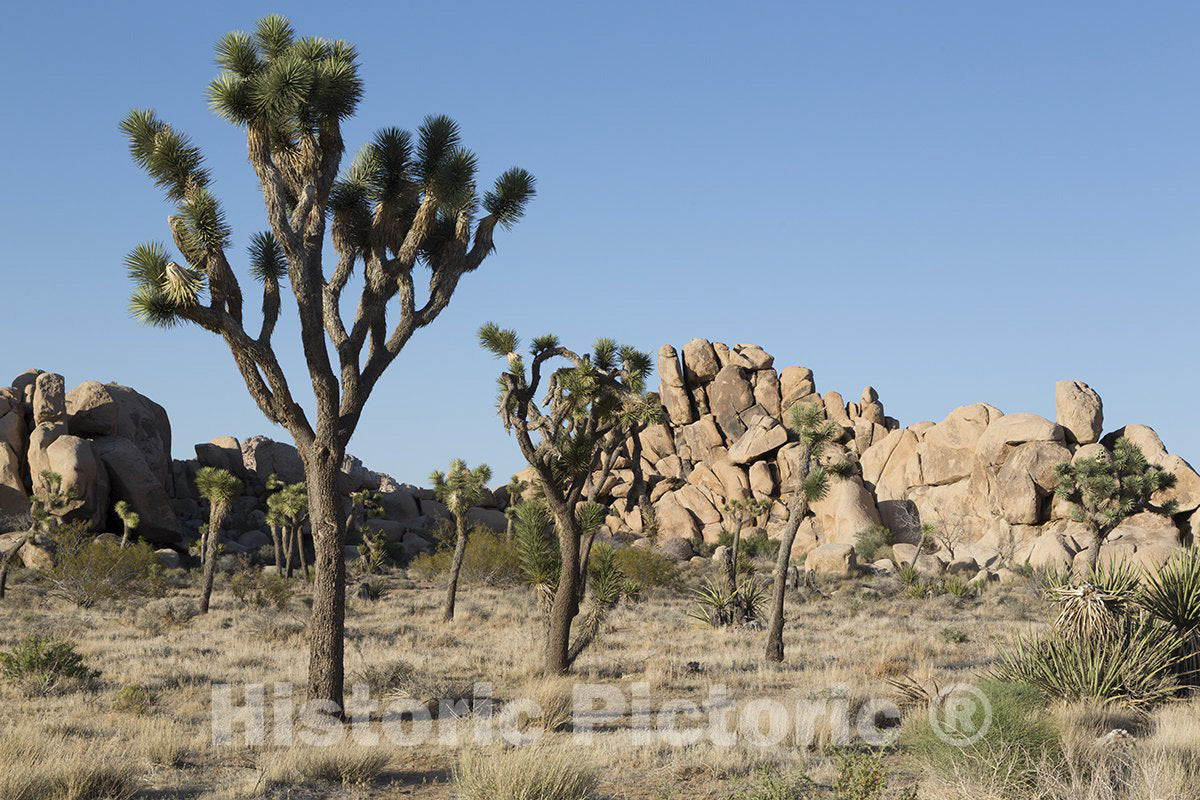 Joshua Tree NAT Park, CA Photo - Joshua Tree National Park-
