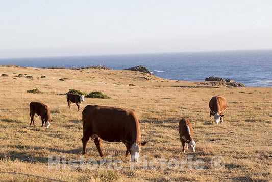 California Photo - Cattle Graze Near The Pacific Ocean on The Pacific Coast Highway in CA