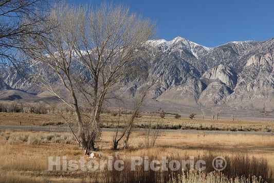 Mono County, CA Photo - Horses grazing in a Meadow Between U.S. 395 and Lower Rock Creek Road North of Bishop in Mono County, California