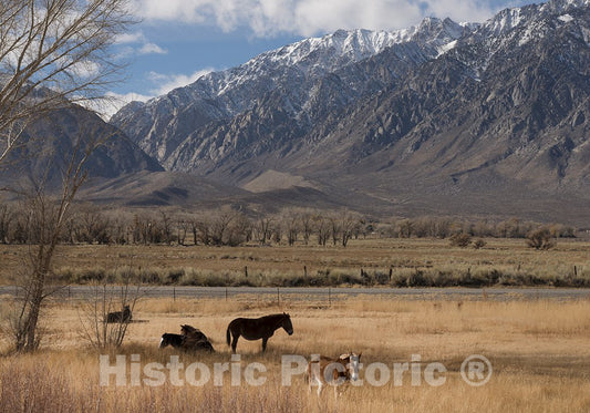 Mono County, CA Photo - Horses grazing in a Meadow Between U.S. 395 and Lower Rock Creek Road North of Bishop in Mono County, California