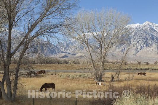 Mono County, CA Photo - Horses grazing in a meadow between U.S. 395 and Lower Rock Creek Road north of Bishop in Mono County, California