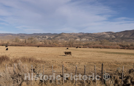 California Photo - Cattle Along The Road in Northern California