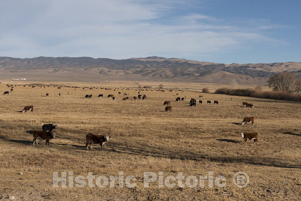 California Photo - Cattle along the road in Northern California