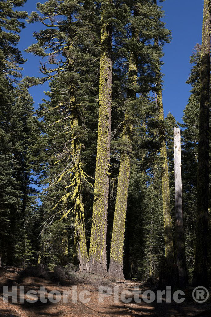 California Photo - Green Moss Grows on Trees in Northern California