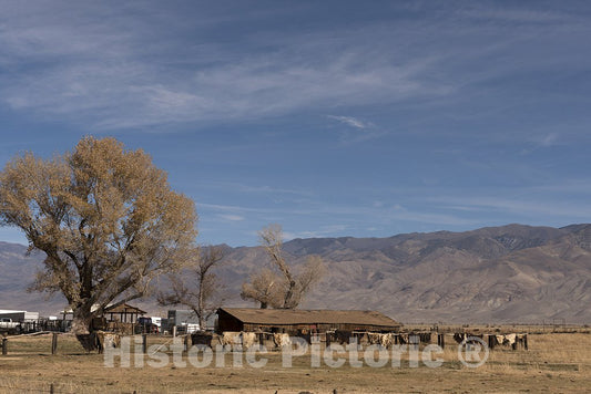 California Photo - Animal hides Hang on The Fence of a Farm in Northern California