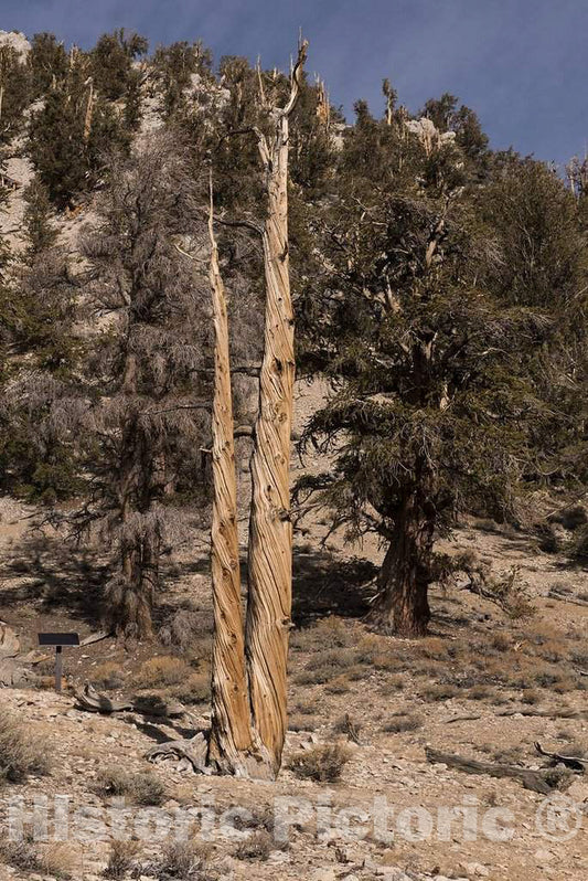 Photo- Trees in The Ancient Bristlecone Pine Forest Along White Mountain Road East of Bishop, California 2 Fine Art Photo Reproduction