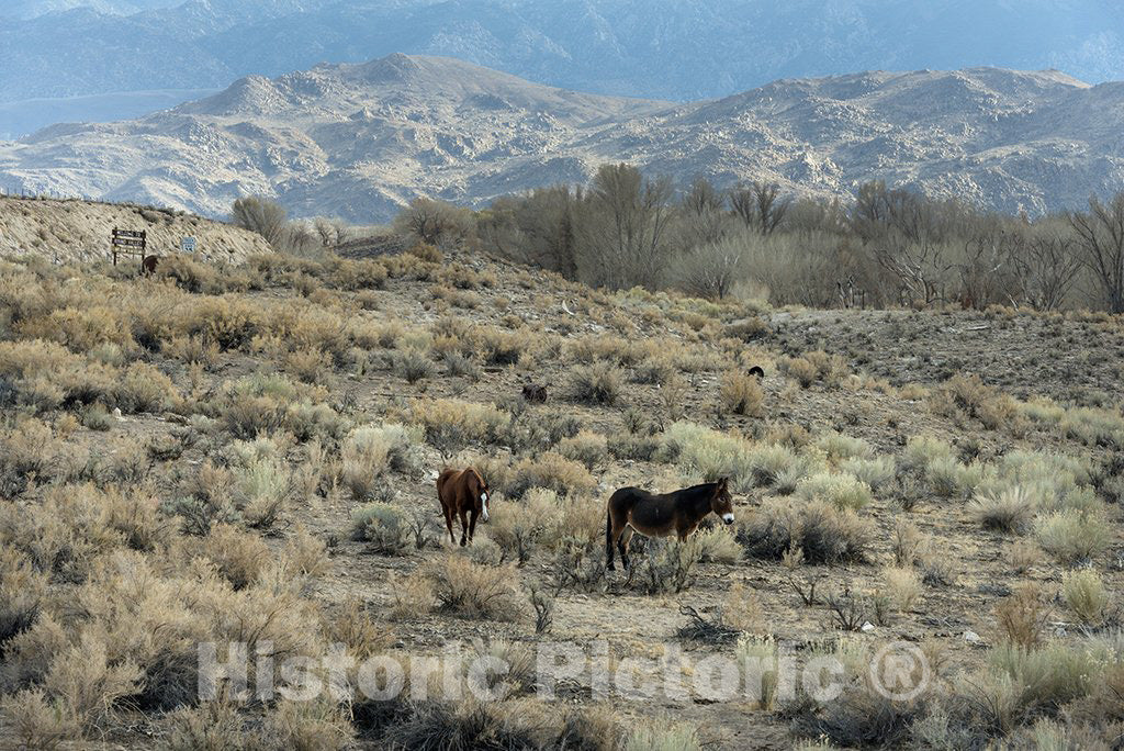 Mono County, CA Photo - Horses grazing in a Meadow Between U.S. 395 and Lower Rock Creek Road North of Bishop in Mono County, California