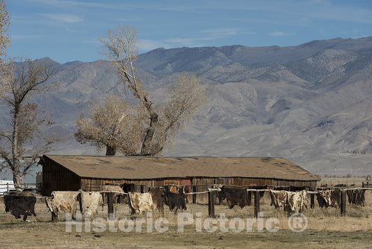 California Photo - Animal hides hang on the fence of a farm in Northern California