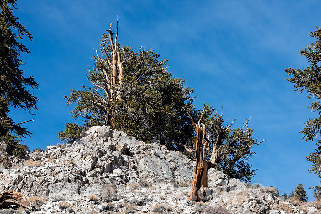 Photo- Trees in The Ancient Bristlecone Pine Forest Along White Mountain Road East of Bishop, California 1 Fine Art Photo Reproduction