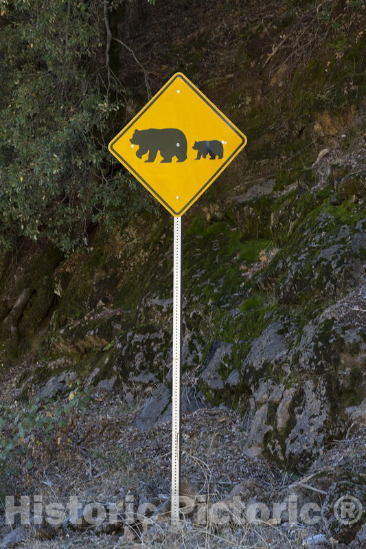 California Photo - Beware of Bears Crossing The Road Sign in Northern California Mountains