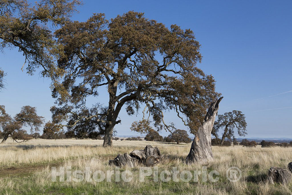 California Photo - Waving White Grasses and Weather Worn Trees Along The Highway in Northern CA