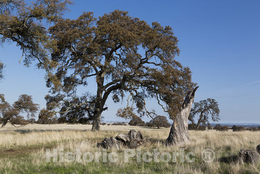 California Photo - Waving White Grasses and Weather Worn Trees Along The Highway in Northern CA
