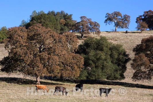 Photo- Cattle Graze Along The Road in Northern California 2 Fine Art Photo Reproduction