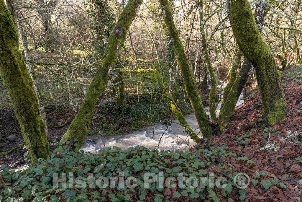 Photo - Moss-Covered Trees Along Mill Creek, Beside The Bale Grist Mill, Now a California Historic Park- Fine Art Photo Reporduction
