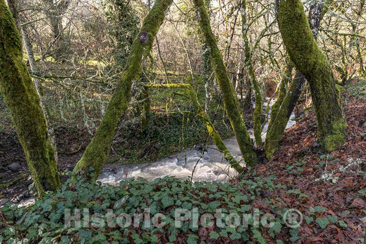 Photo - Moss-Covered Trees Along Mill Creek, Beside The Bale Grist Mill, Now a California Historic Park- Fine Art Photo Reporduction