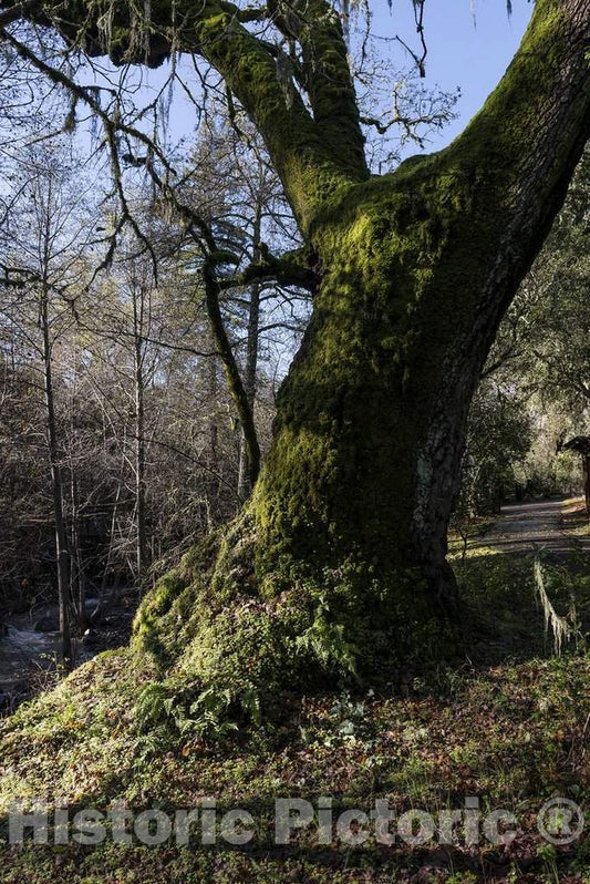 Photo- A Moss-Covered Tree Along Mill Creek, Beside The Bale Grist Mill, Now a California Historic Park 1 Fine Art Photo Reproduction