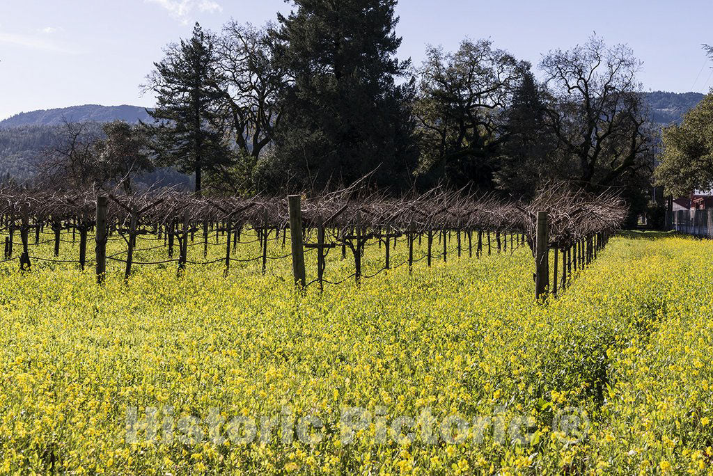Napa Valley, CA Photo - Wild Mustard Plants Bring Color to The Otherwise dormant Vines of California's Napa Valley in Wintertime