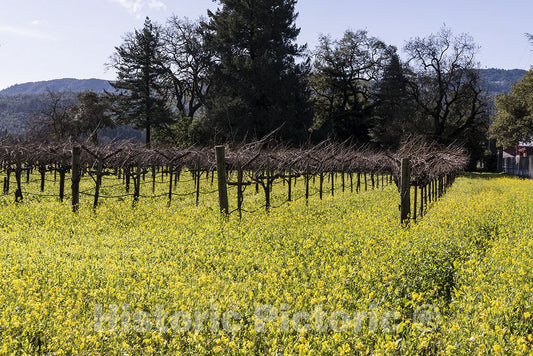 Napa Valley, CA Photo - Wild Mustard Plants Bring Color to The Otherwise dormant Vines of California's Napa Valley in Wintertime