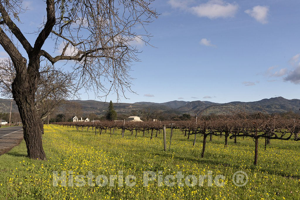 California Photo - Wild mustard plants bring color to the otherwise dormant vines of California's Napa Valley in wintertime