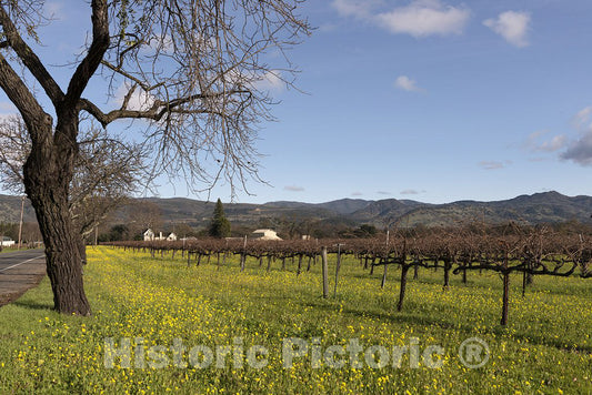 California Photo - Wild mustard plants bring color to the otherwise dormant vines of California's Napa Valley in wintertime