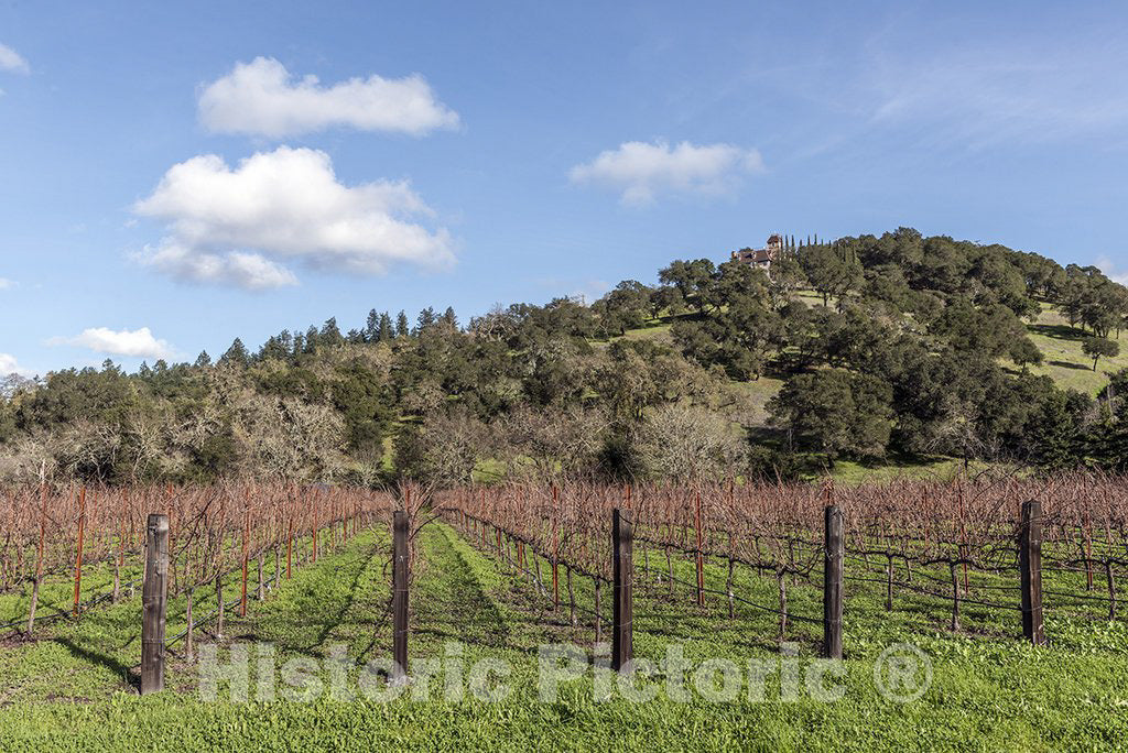 Napa Valley, CA Photo - Vineyard in Napa Valley, California