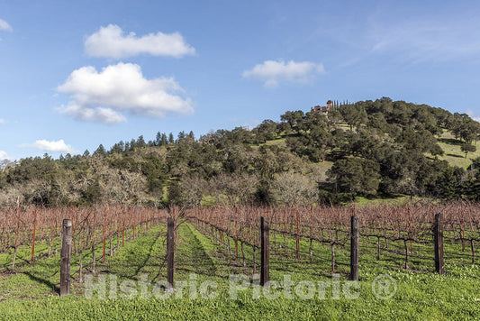 Napa Valley, CA Photo - Vineyard in Napa Valley, California