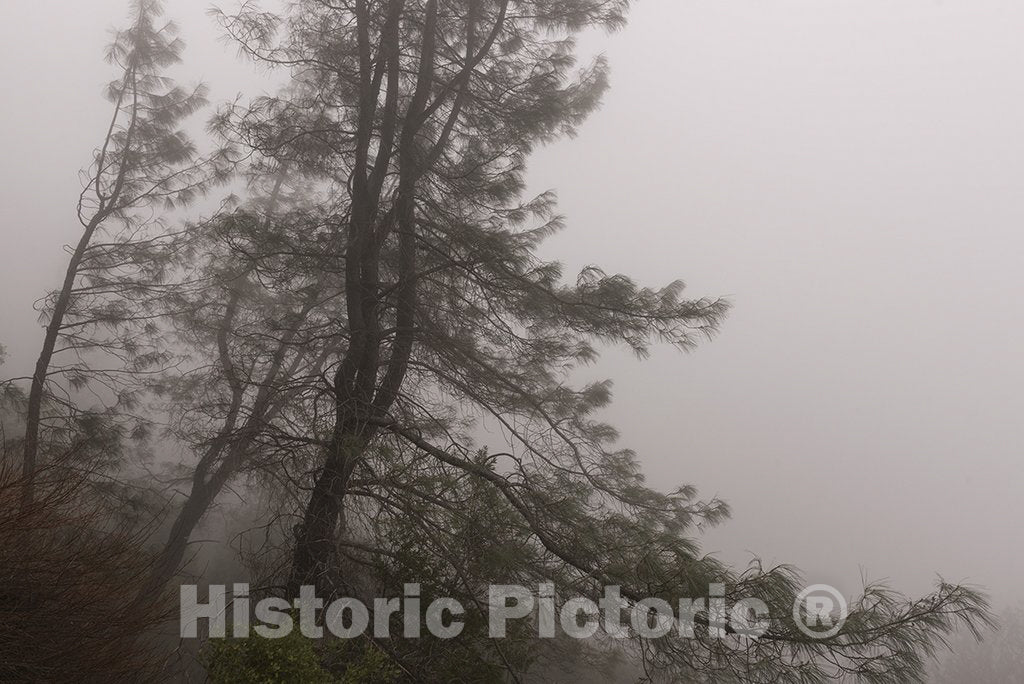 O'Brien, CA Photo - Fog Swirls Through The Trees Above Lake Shasta Caverns, Northeast of Redding, California