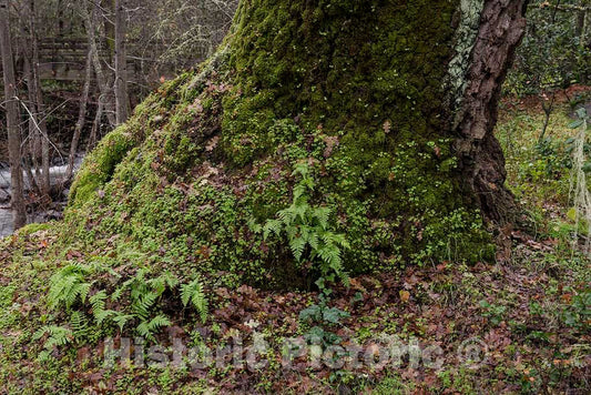 Photo- A Moss-Covered Tree Along Mill Creek, Beside The Bale Grist Mill, Now a California Historic Park 2 Fine Art Photo Reproduction