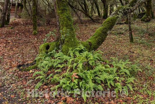 Photo- A Moss-Covered Tree Along Mill Creek, Beside The Bale Grist Mill, Now a California Historic Park 3 Fine Art Photo Reproduction